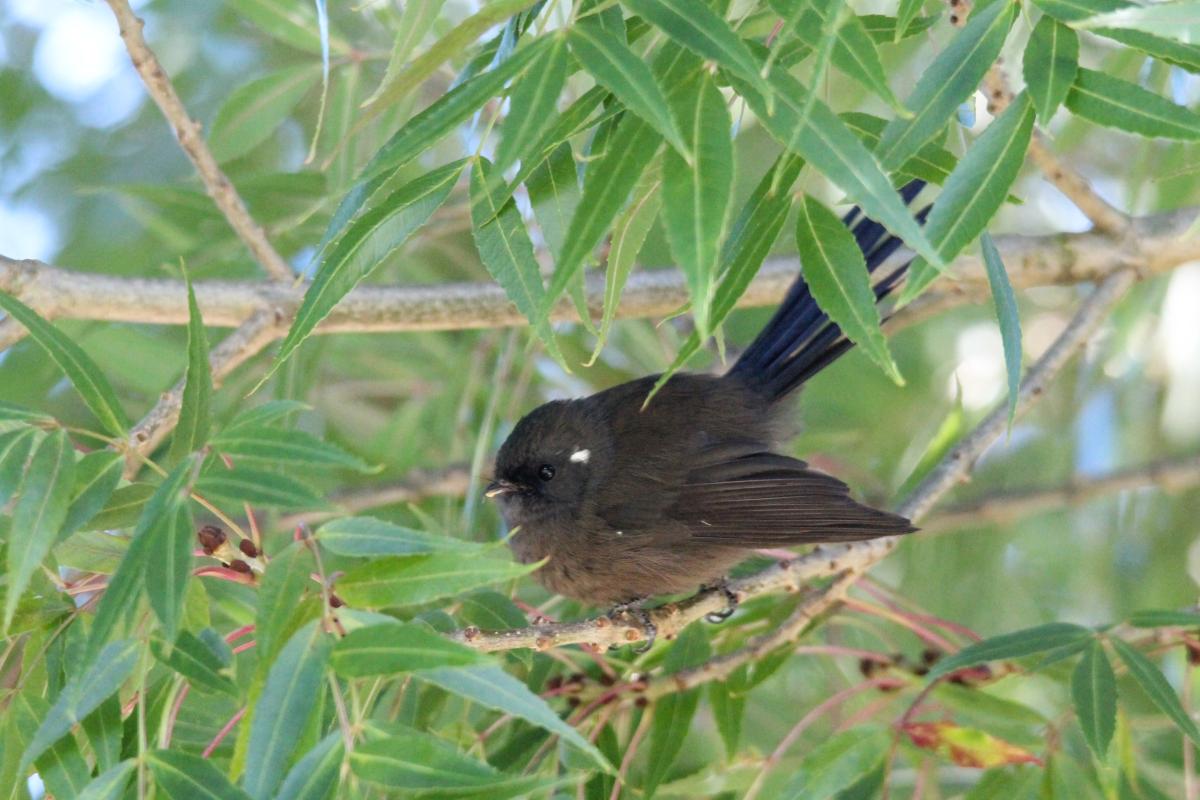 New Zealand Fantail (Rhipidura fuliginosa)